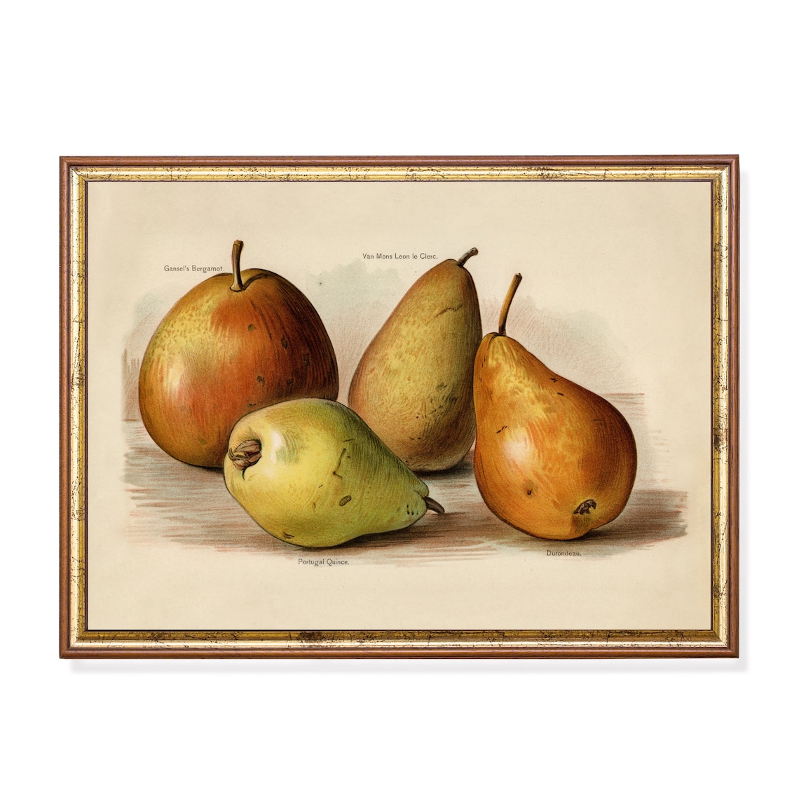 Vintage Pears Antique Fruits Art Print, Farmhouse Kitchen