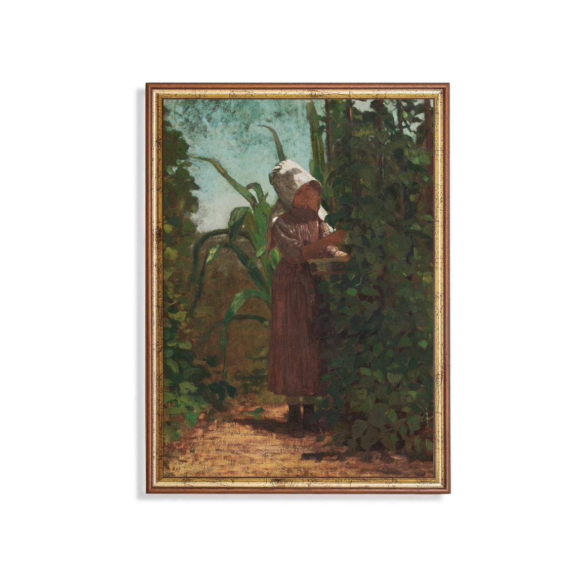 Girl in a Sunbonnet Picking Vegetables Among Corn Stalks Poster