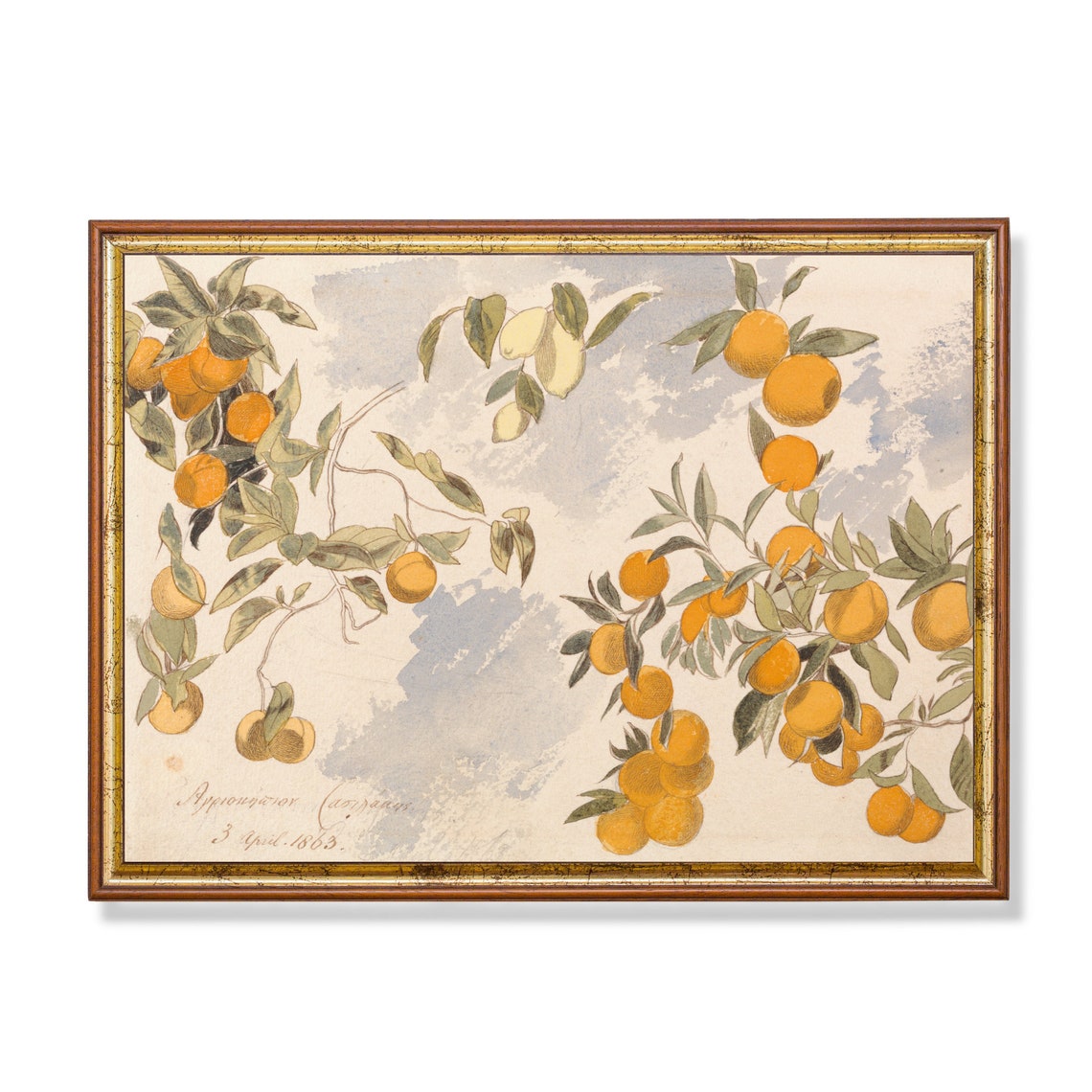 Orange and Lemon Branches Botanical Watercolor Dated 1863 Poster