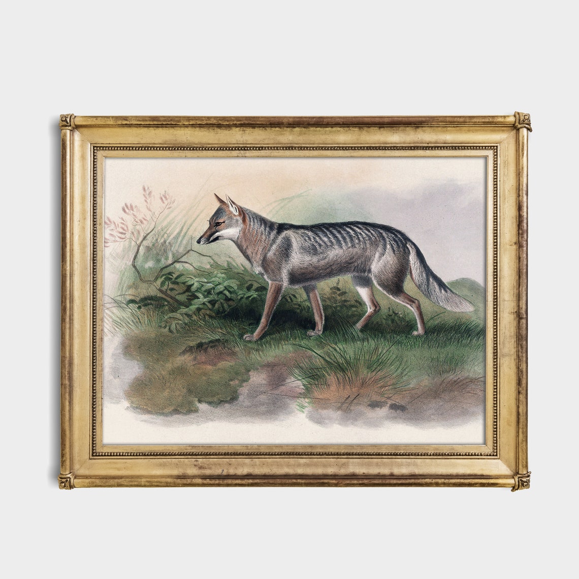 Antique Natural History Study of a Striped Wild Canine Poster - Image 2