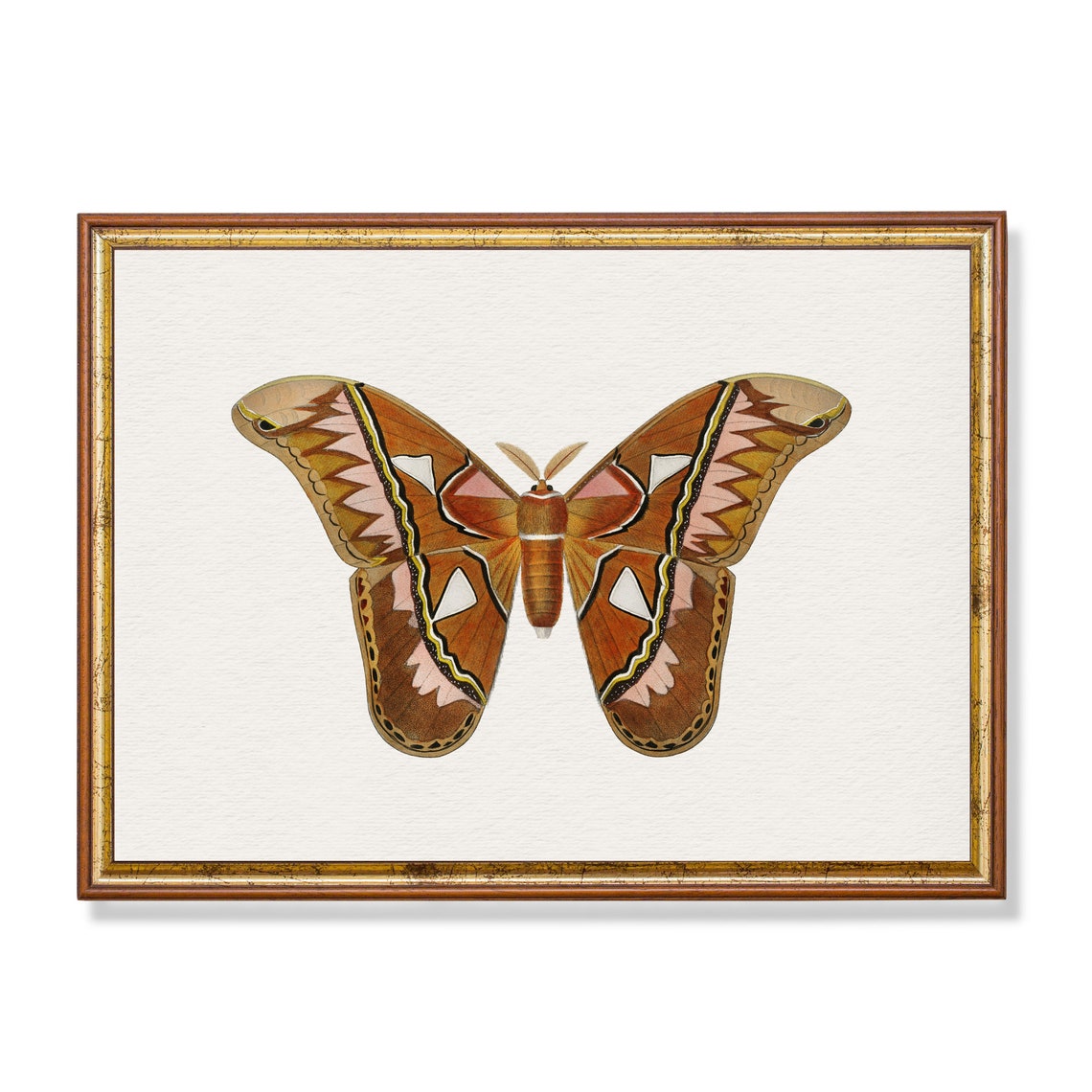 Atlas Moth Scientific Illustration Vintage Entomology Poster