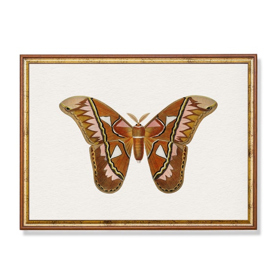 Mailed Print Vintage Butterfly Painting Antique Print Nursery Kids Wall Decor 18th Century Fine Art Printed And Shipped