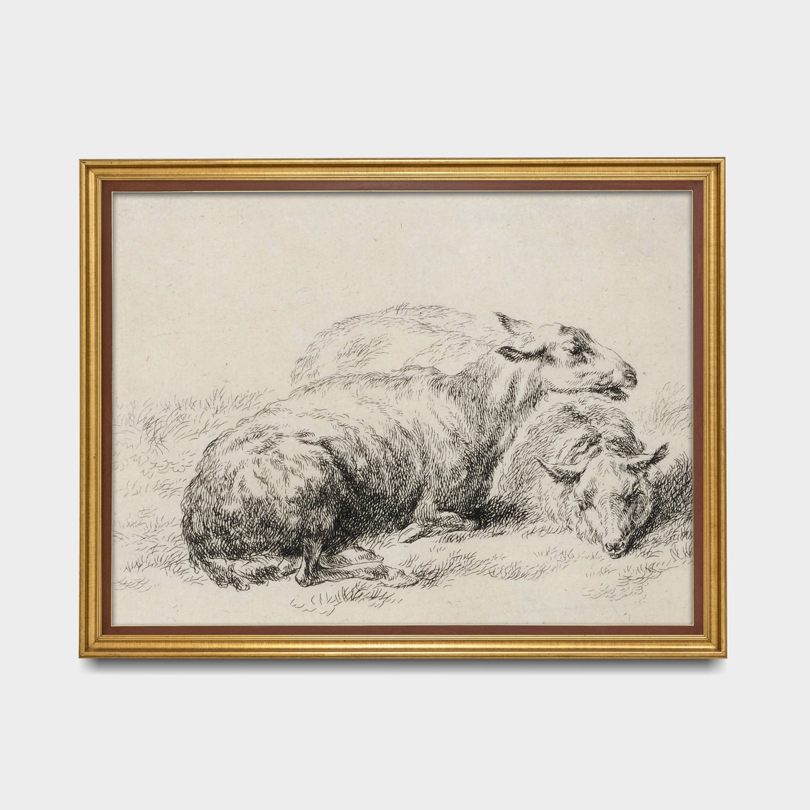 Antique Etching of Two Sheep Resting in a Grassy Pasture Poster - Image 2