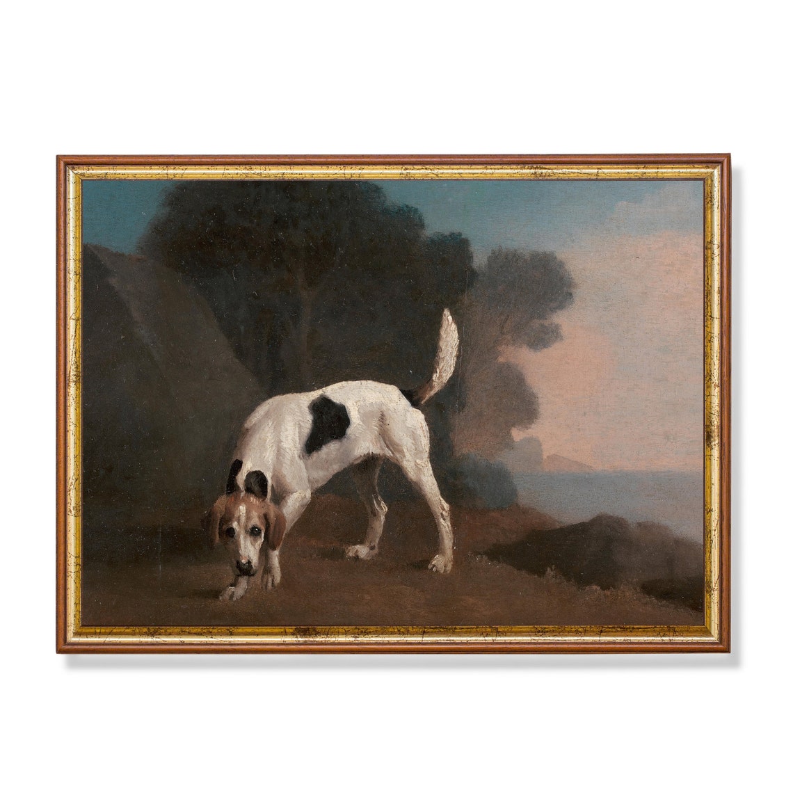 Spotted Hunting Hound Sniffing the Ground Antique Sport Poster