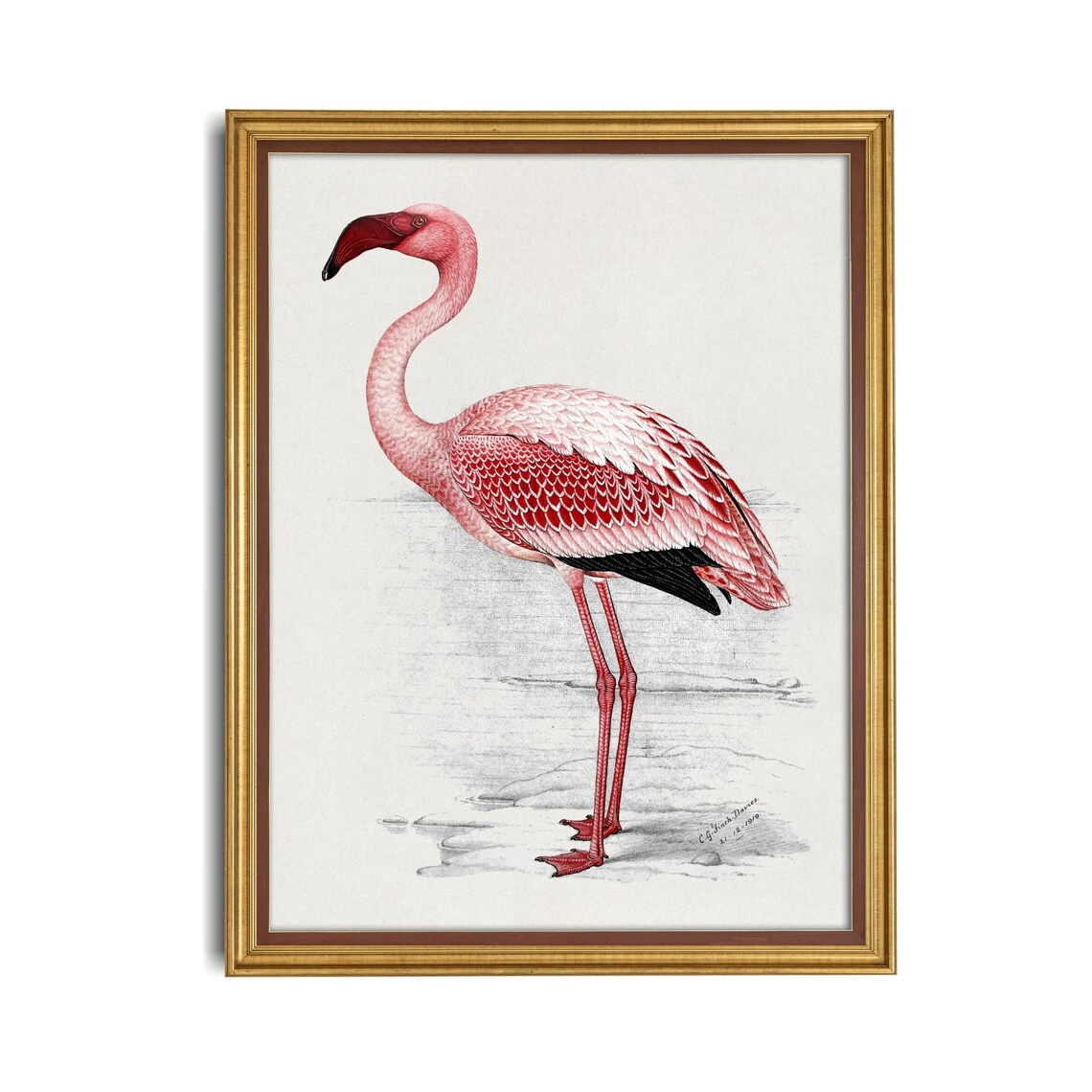 Pink Flamingo Antique Natural History Bird Illustration Poster - Image 4
