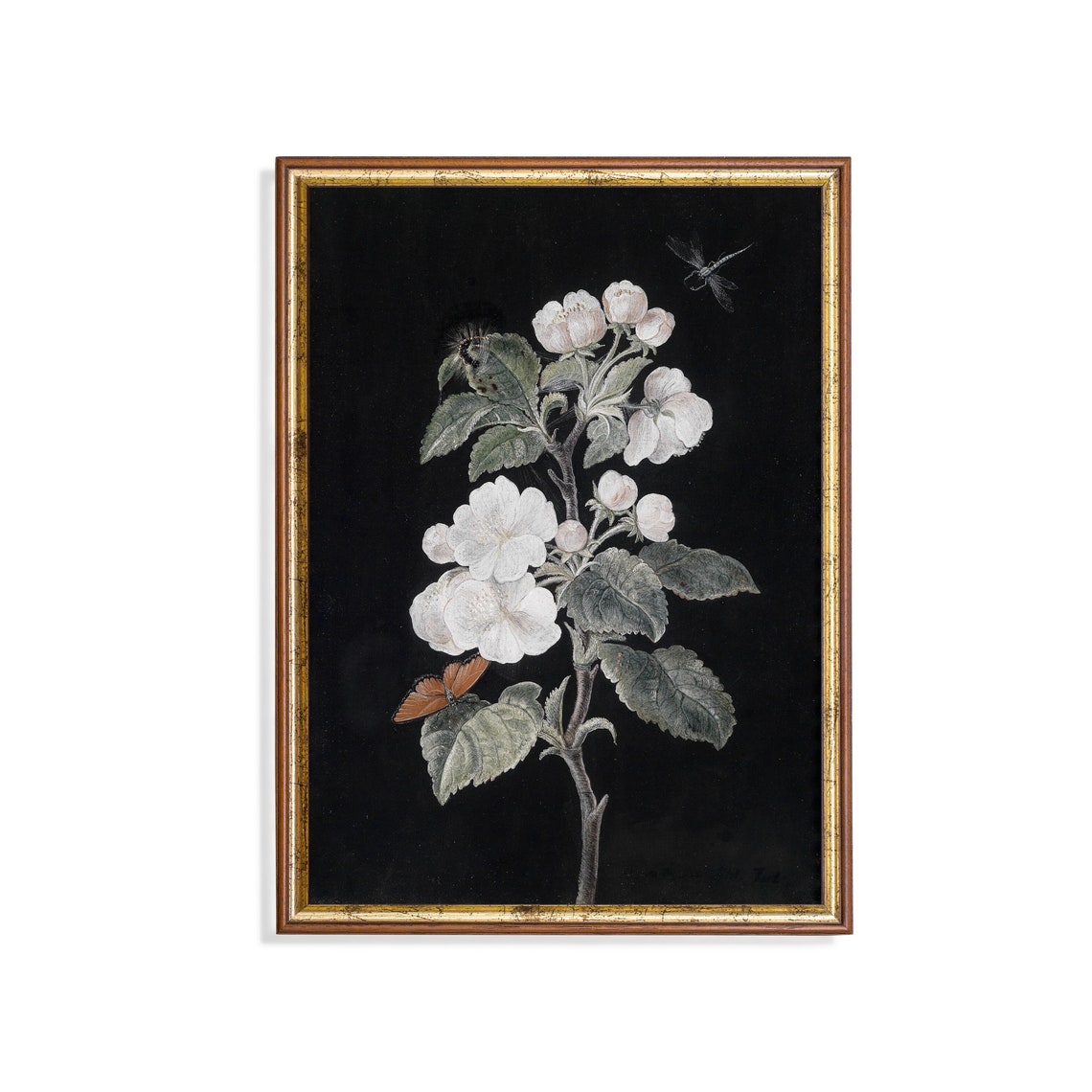 White Blossom Branch with Butterfly on Black Vintage Botanical Poster