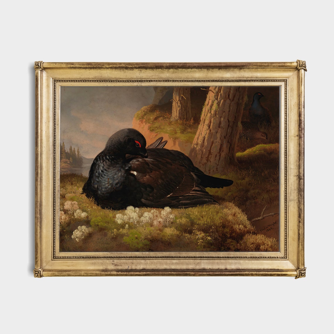 Black Grouse Preening Mossy Pine Forest Floor Vintage Bird Poster - Image 2