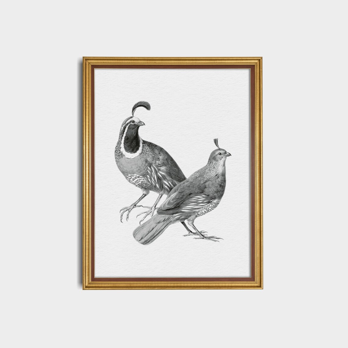 Pair of Quails Grey Engraving Antique Bird Illustration Poster - Image 3