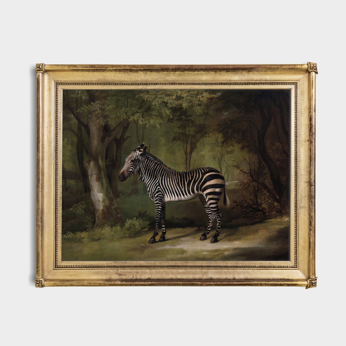 Zebra Standing in a Shadowed Woodland Glade Naturalist Poster - Image 2