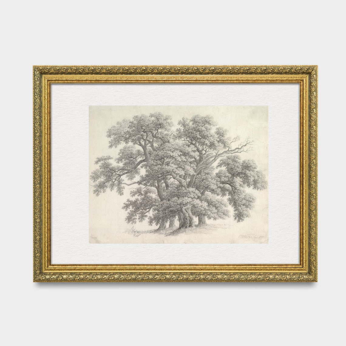 Old Oak Trees Pencil Sketch Antique Botanical Tree Drawing Wall Art - Image 3