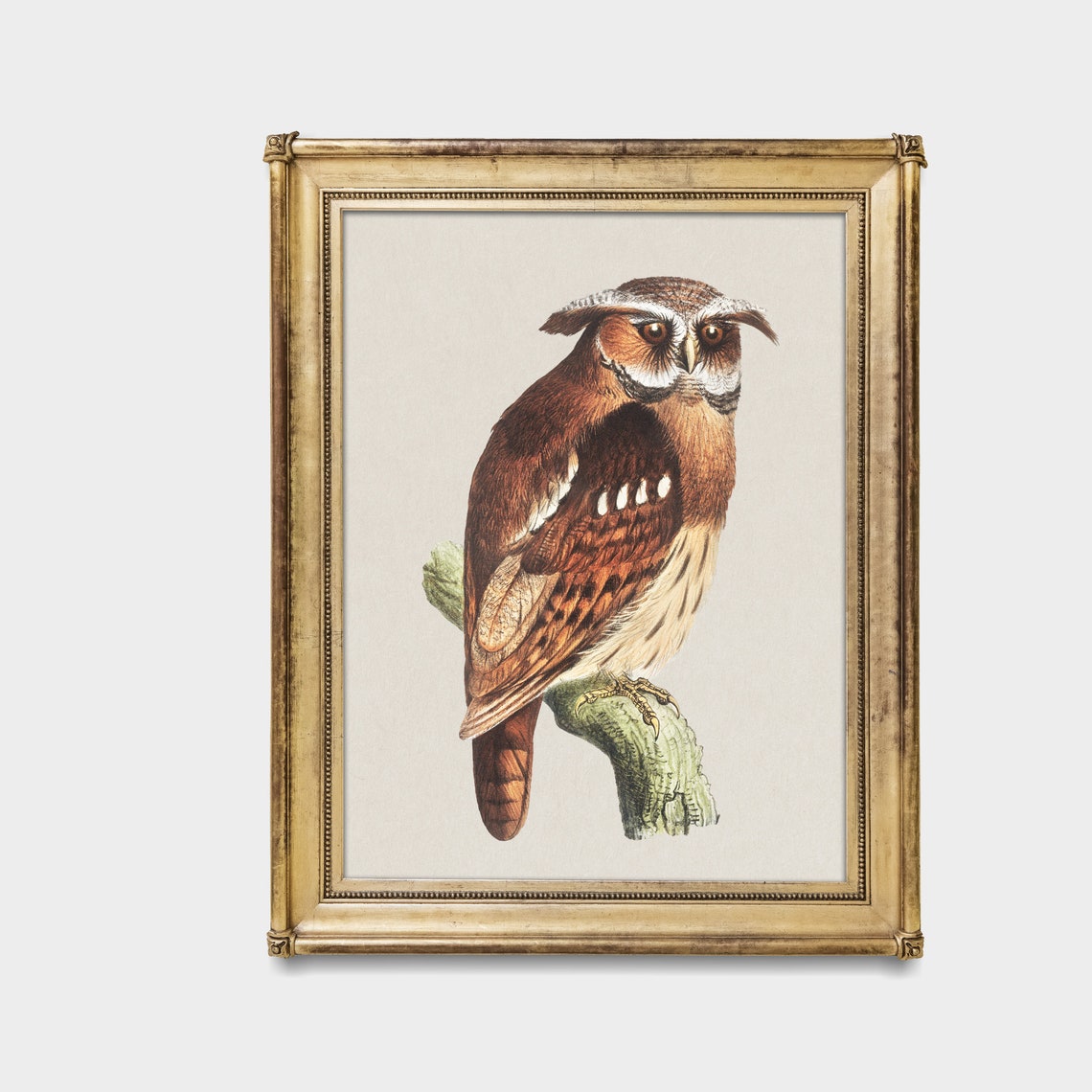 Crested Owl Perched on a Branch Vintage Bird Portrait Poster - Image 3