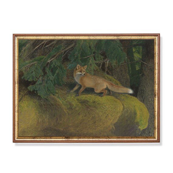 Red Fox Standing on a Mossy Rock in an Old Pine Forest Poster