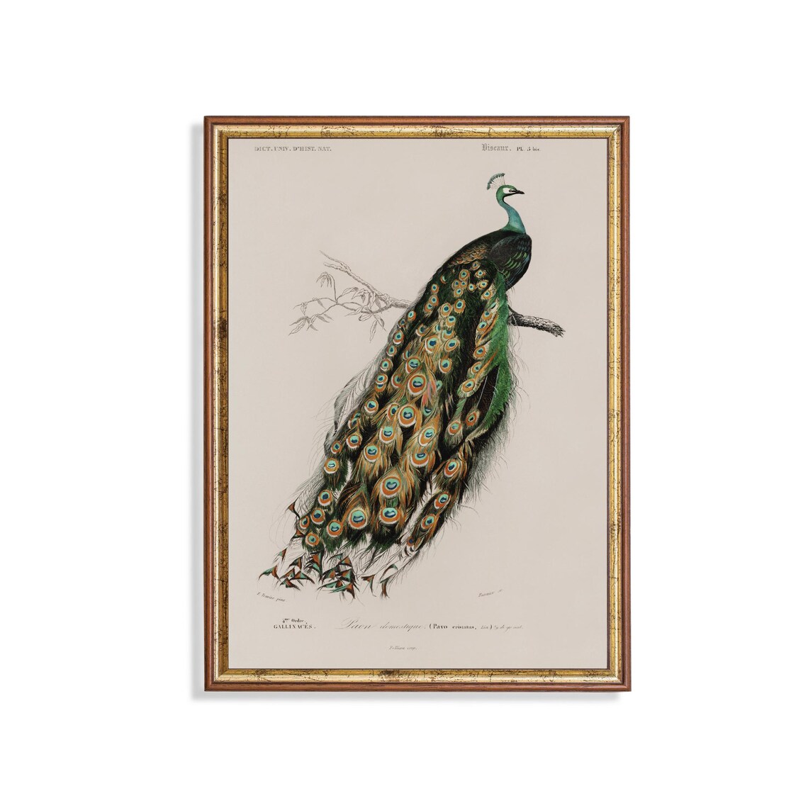 Indian Peacock on a Branch French Natural History Engraving Poster