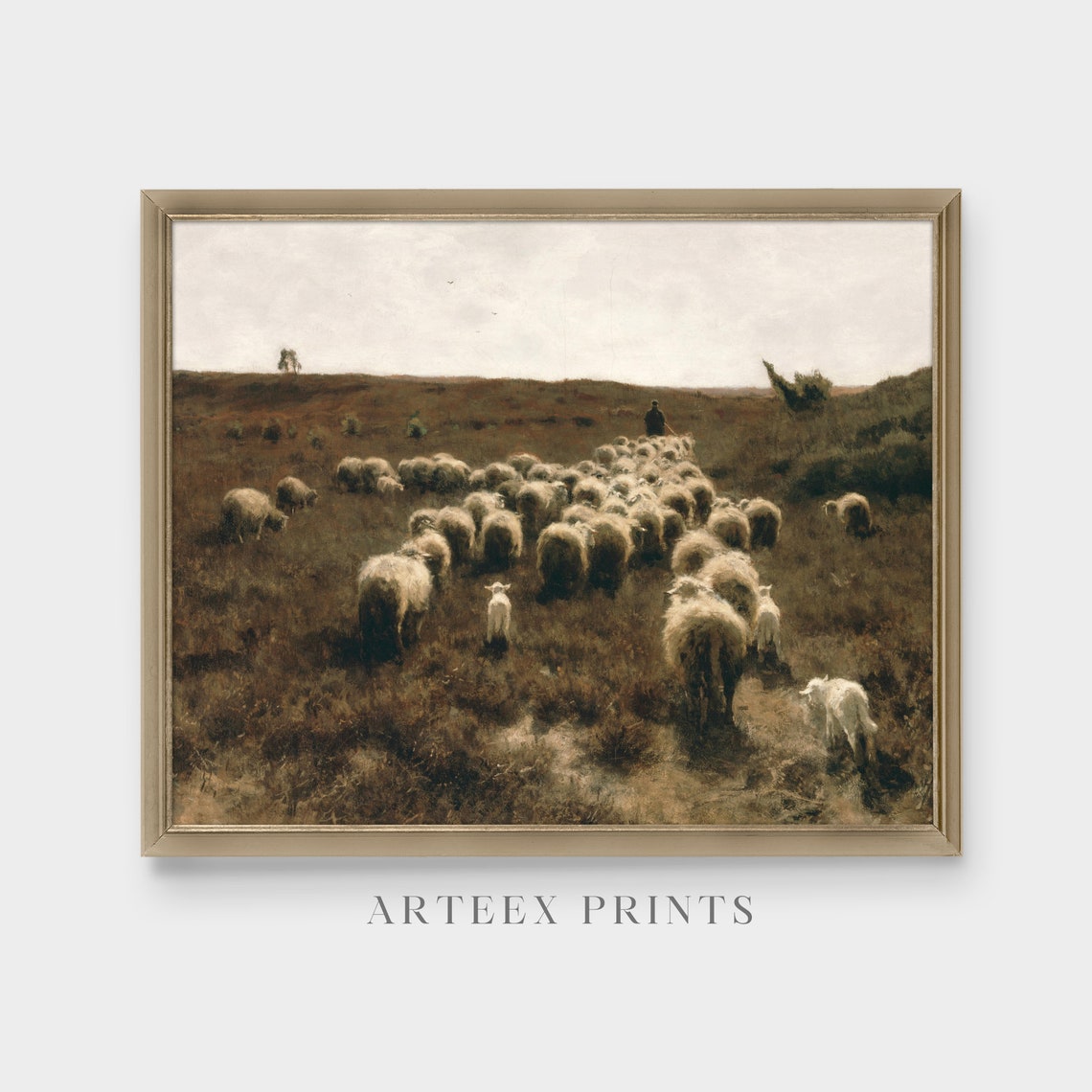 Shepherd Leading Sheep Across a Heather Moorland Heath Poster - Image 3