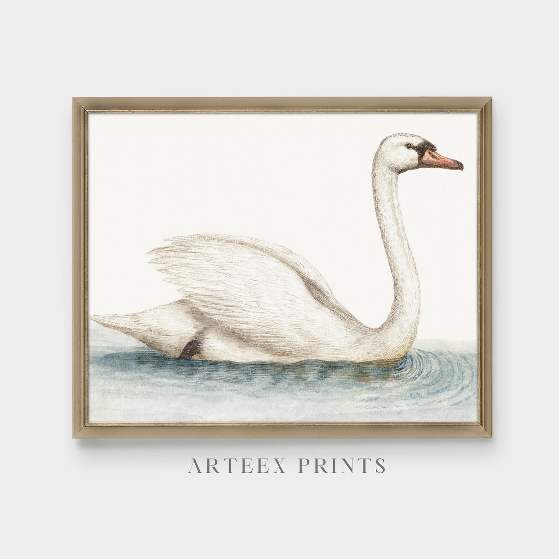 White Mute Swan Swimming Minimalist Vintage Bird Study Poster - Image 5