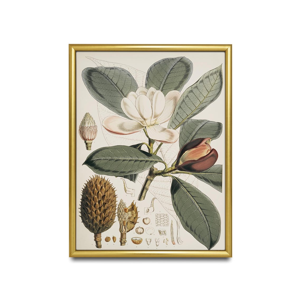 Antique Magnolia Flower Botanical Illustration Study Wall Poster - Image 2