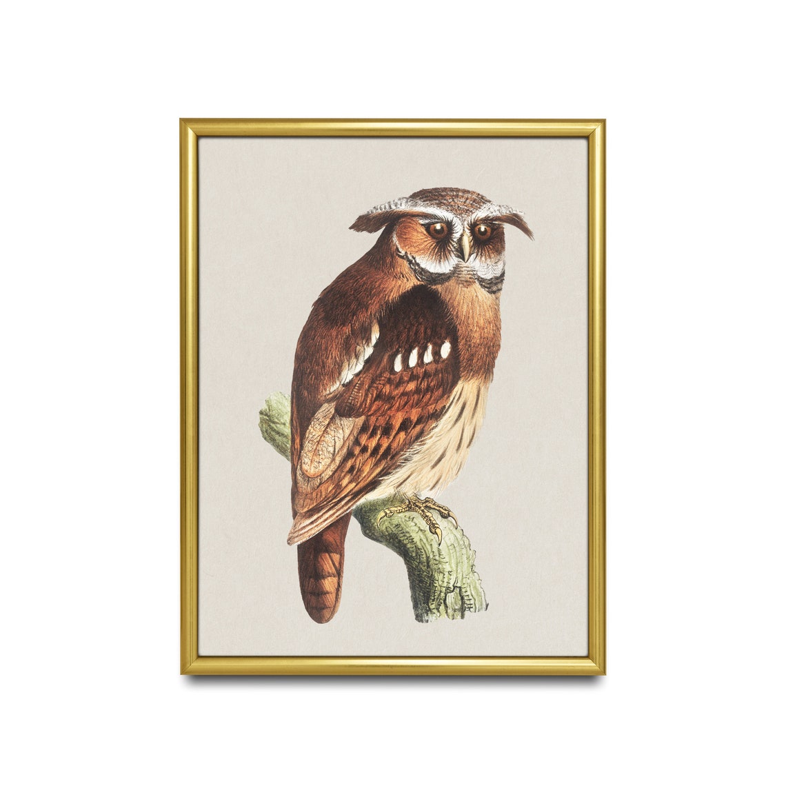 Crested Owl Perched on a Branch Vintage Bird Portrait Poster - Image 4