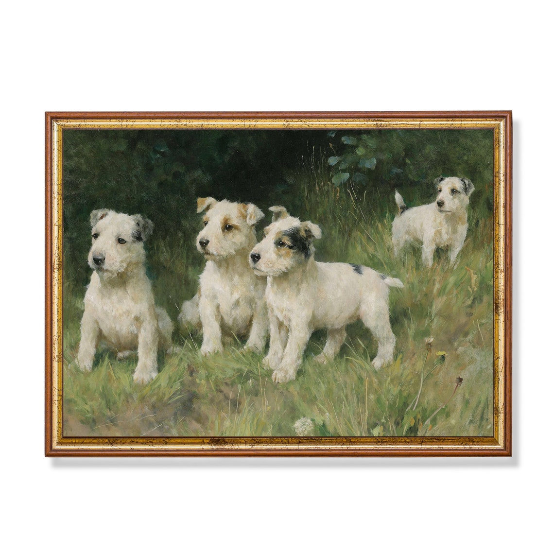 Four White Terrier Puppies Playing in a Summer Meadow Poster