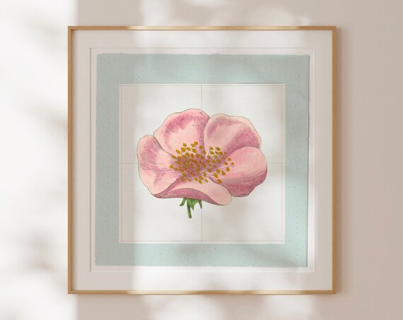 Vintage Pink Wild Rose Engraved Botanical On Blue Mat Poster