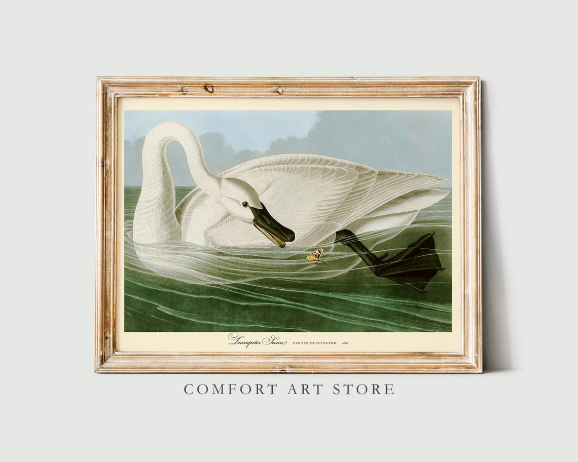 Elegant Trumpeter Swan Vintage Natural History Bird Art Poster