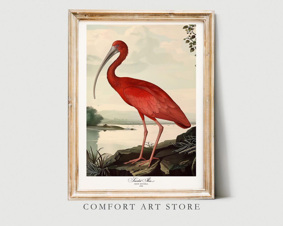 Scarlet Ibis Audubon Style Vintage Bird Illustration Nature Poster