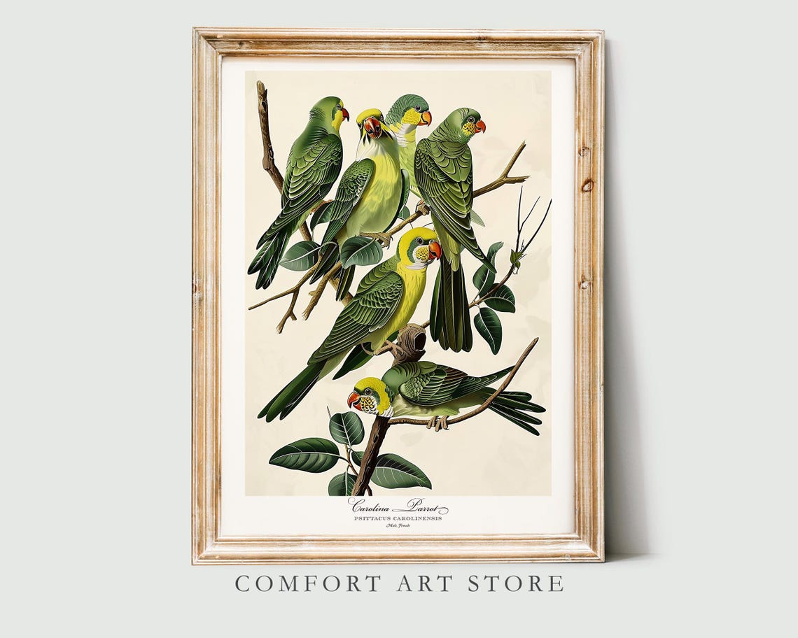 Carolina Parrots Vintage Ornithology Bird Plate Style Poster