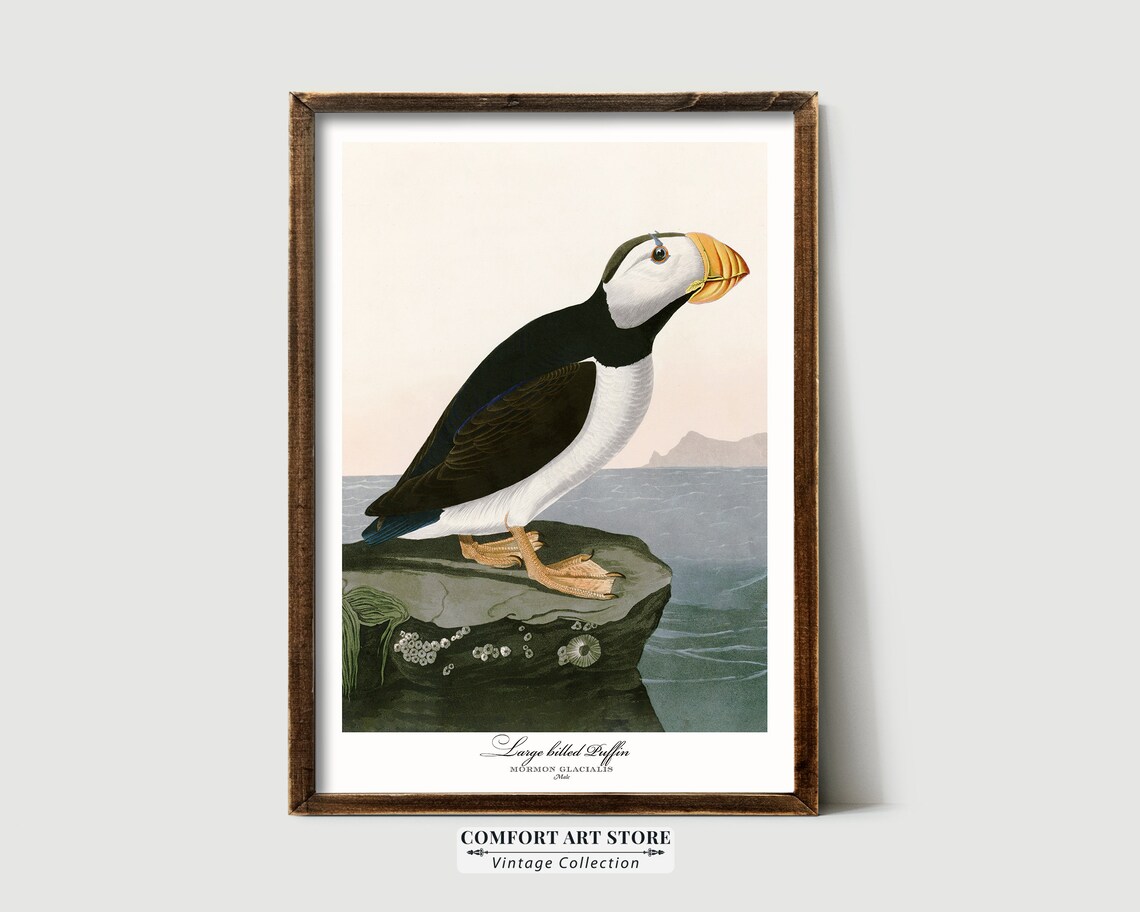 Large Billed Puffin Audubon Style Vintage Seabird Coastal Wall Art - Image 8