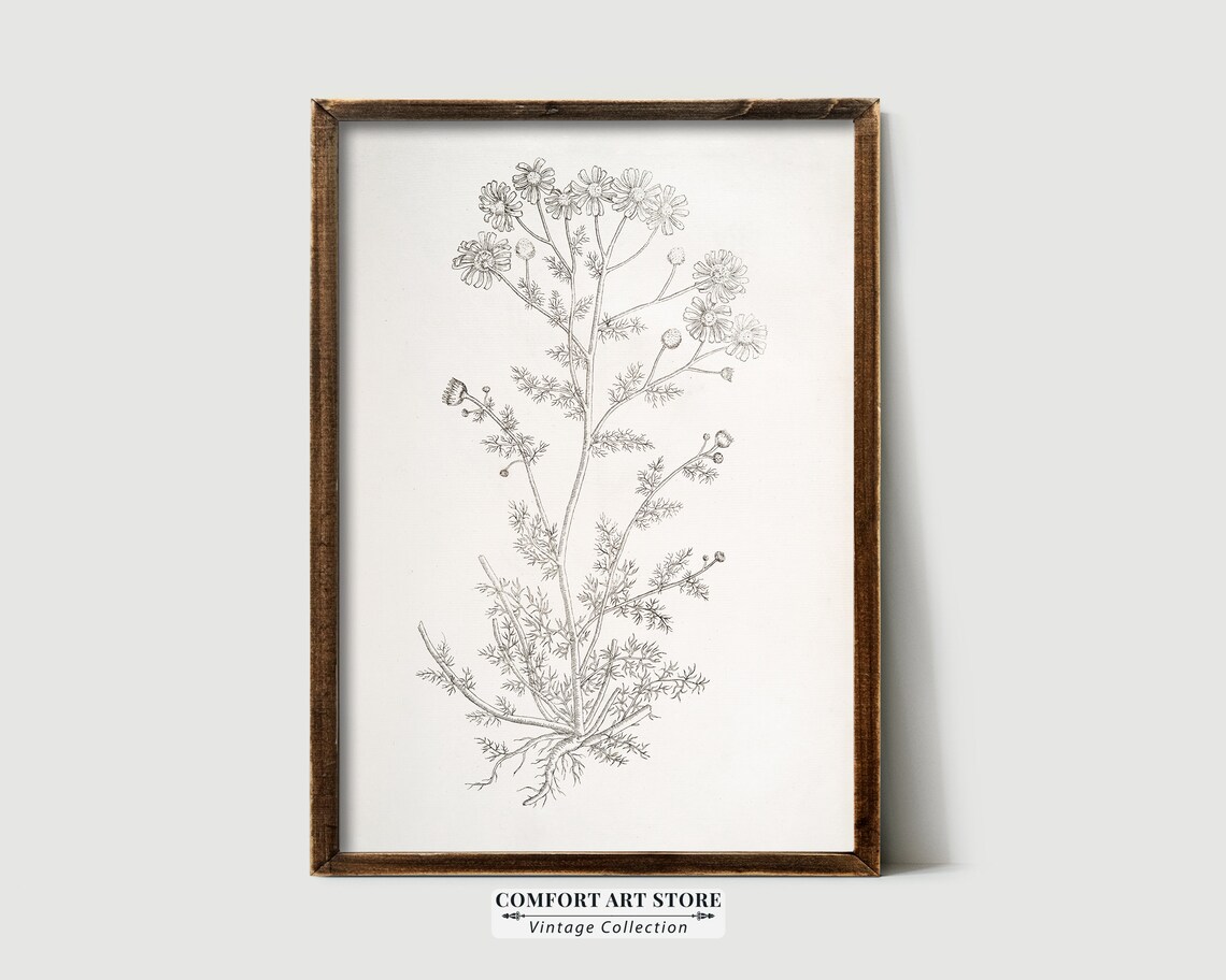 Chamomile Botanical Sketch, Rustic Kitchen Art Print - Image 6