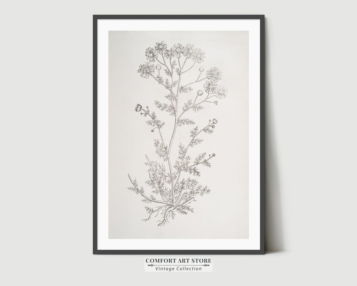 Chamomile Botanical Sketch, Rustic Kitchen Art Print - Image 8