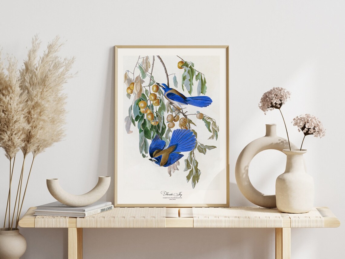 Blue Jay Columbia Florida Jay Audubon Vintage Bird Art Trio Set Poster - Image 5