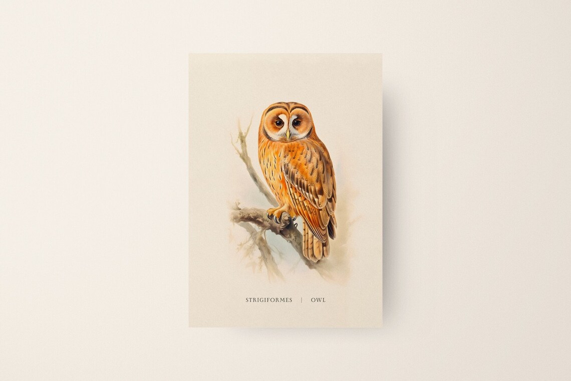 Strigiformes Tawny Owl Vintage Naturalist Bird Illustration Poster