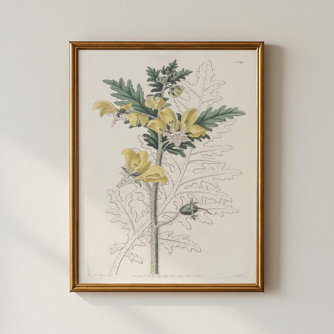 Vintage Yellow Bloom Botanical Plate Antique Flower Study Poster