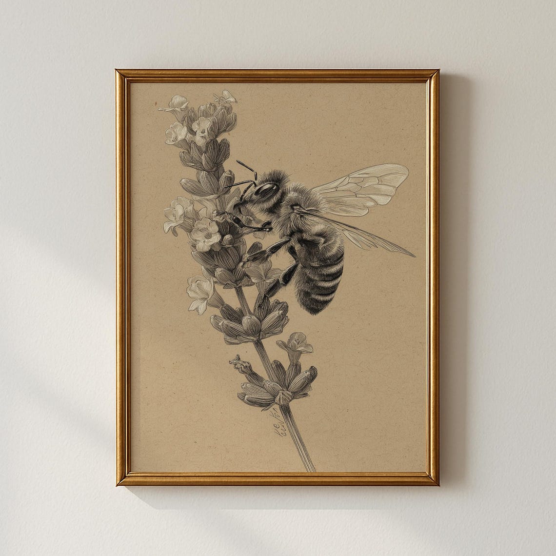 Honey Bee on Lavender Pencil Sketch Print in Vintage Botanical Style