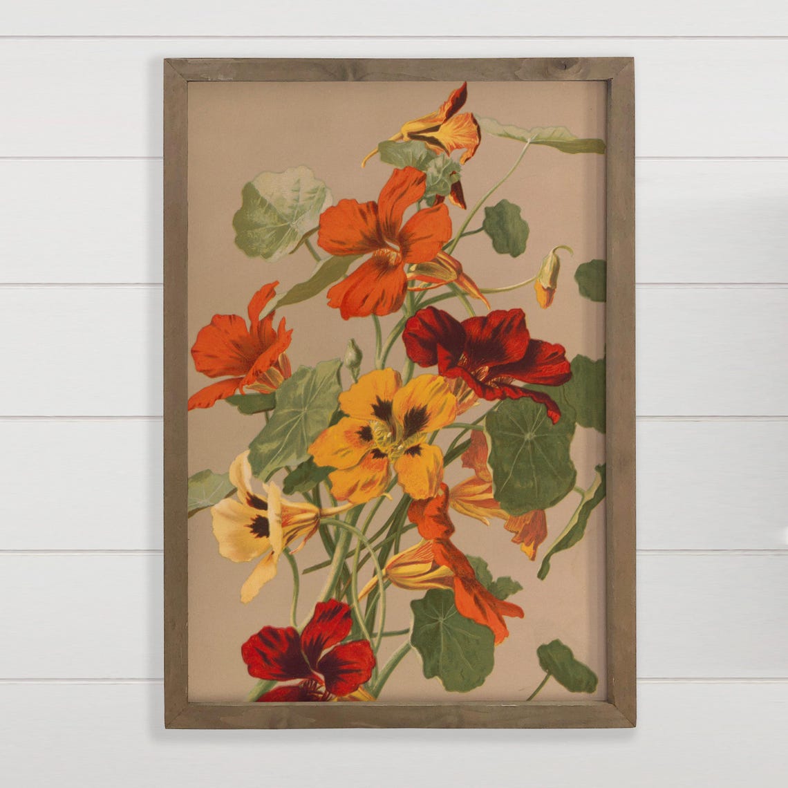 Vintage Nasturtium Botanical Flower Illustration Heritage Art Print