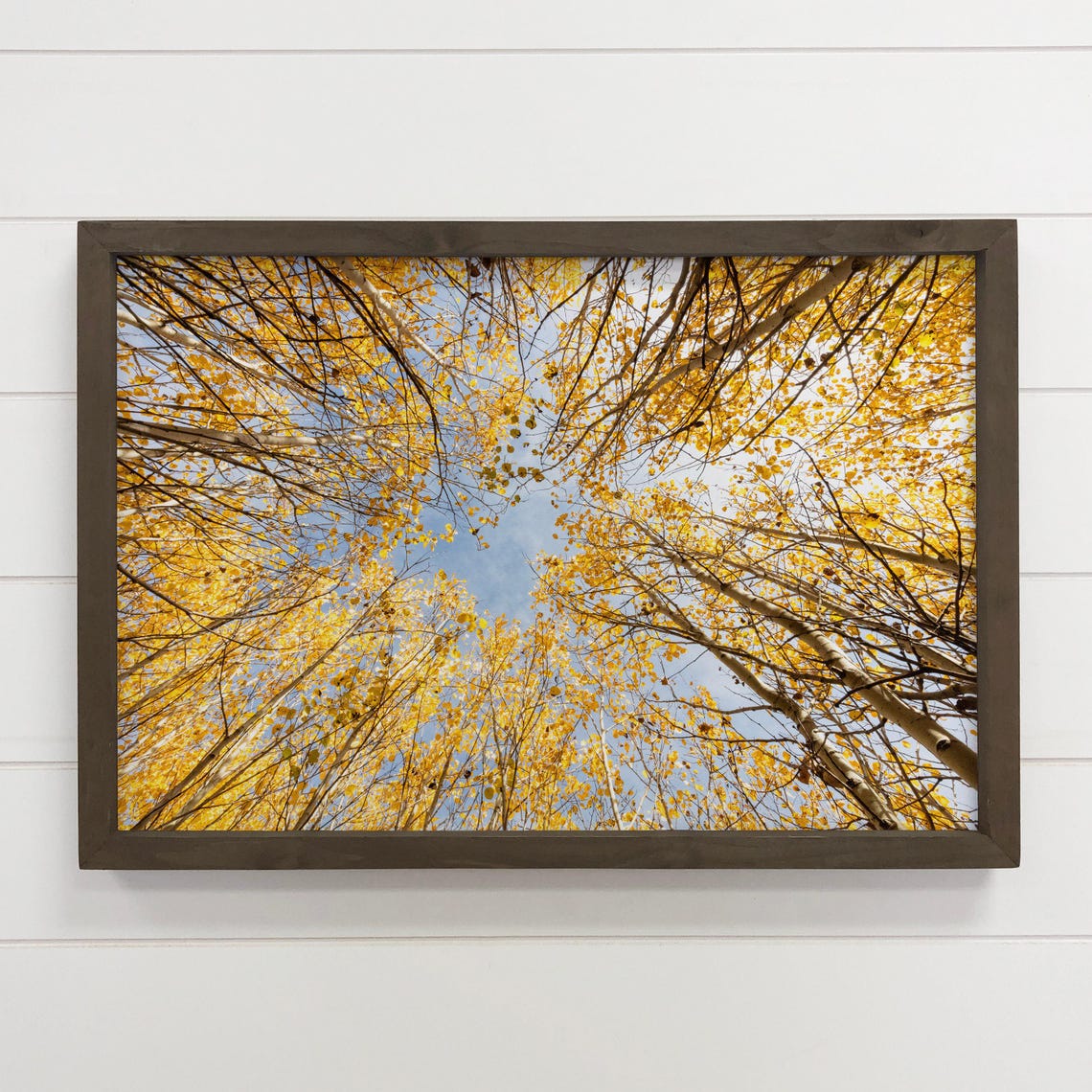 Golden Aspen Canopy Autumn Trees Nature Photography Wall Art