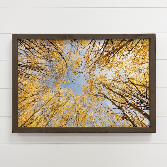 Golden Aspen Canopy Autumn Trees Nature Photography Wall Art