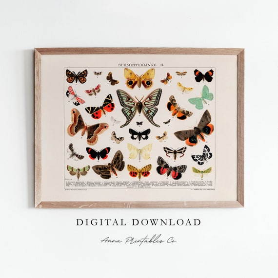 Antique Butterfly Poster Vintage Cottagecore Aesthetic Wall Art Insect Illustration Nature Artwork Print