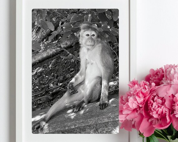 Magic Monkey Photo Print Sri Lankan Art Photography Cute Monkey Photo Monkey Wall Art Black White Wanderlust Gift For Monkey Lover
