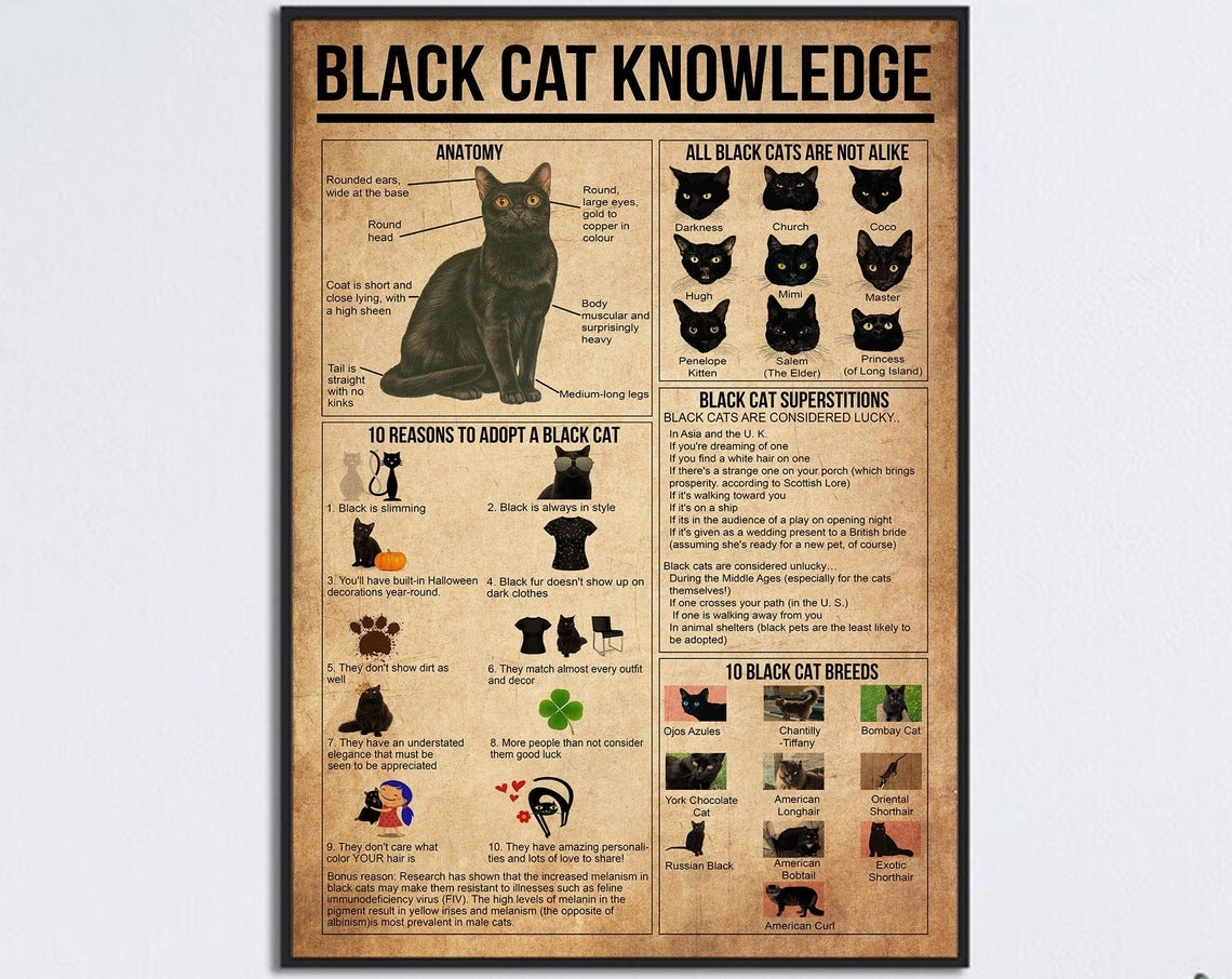 Black Cat Knowledge Anatomy Adoption Reasons Vintage Chart Poster
