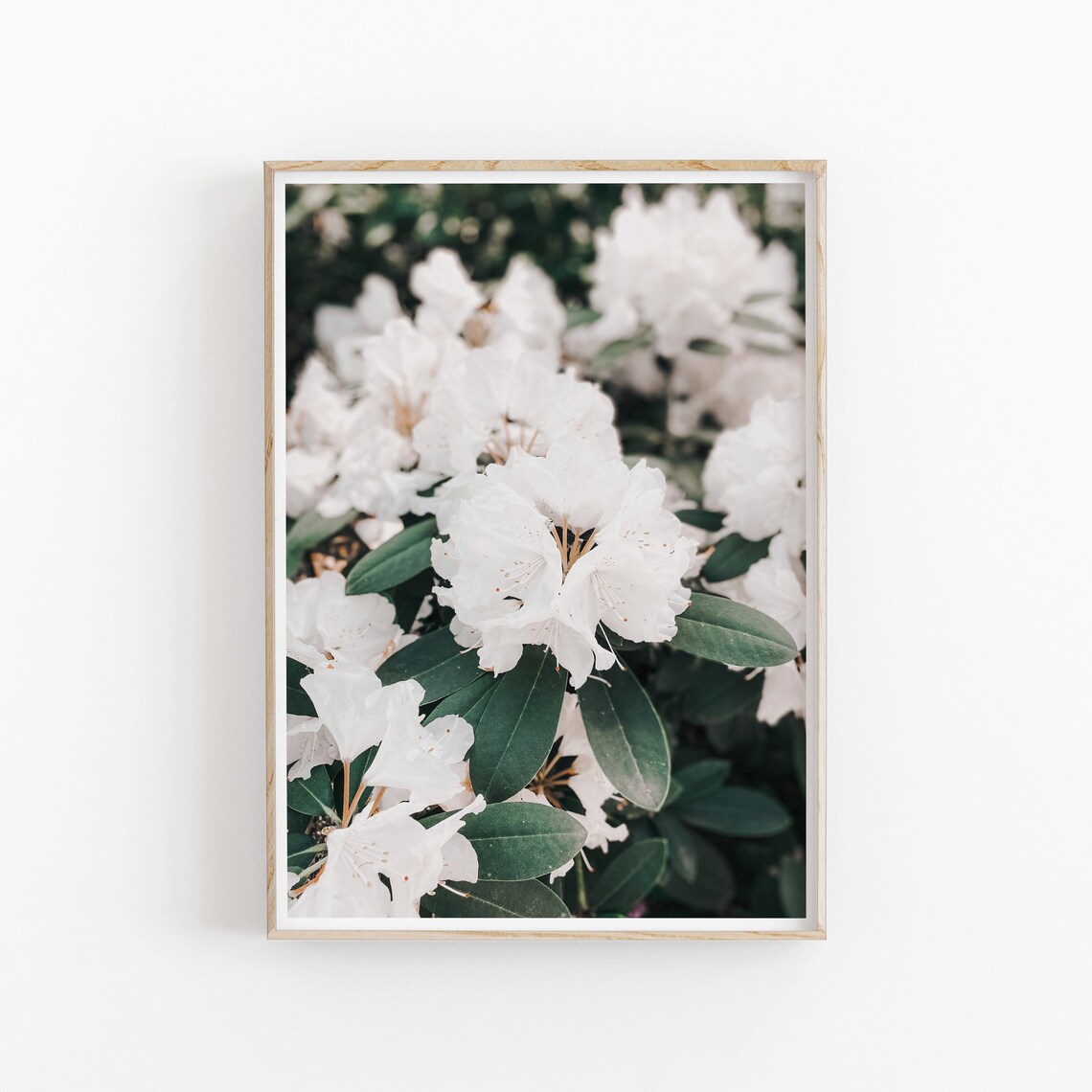 Rhododendron Botanical Art Print, Floral Wall Art