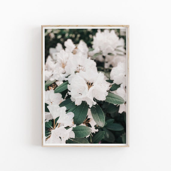 Rhododendron Botanical Art Print, Floral Wall Art