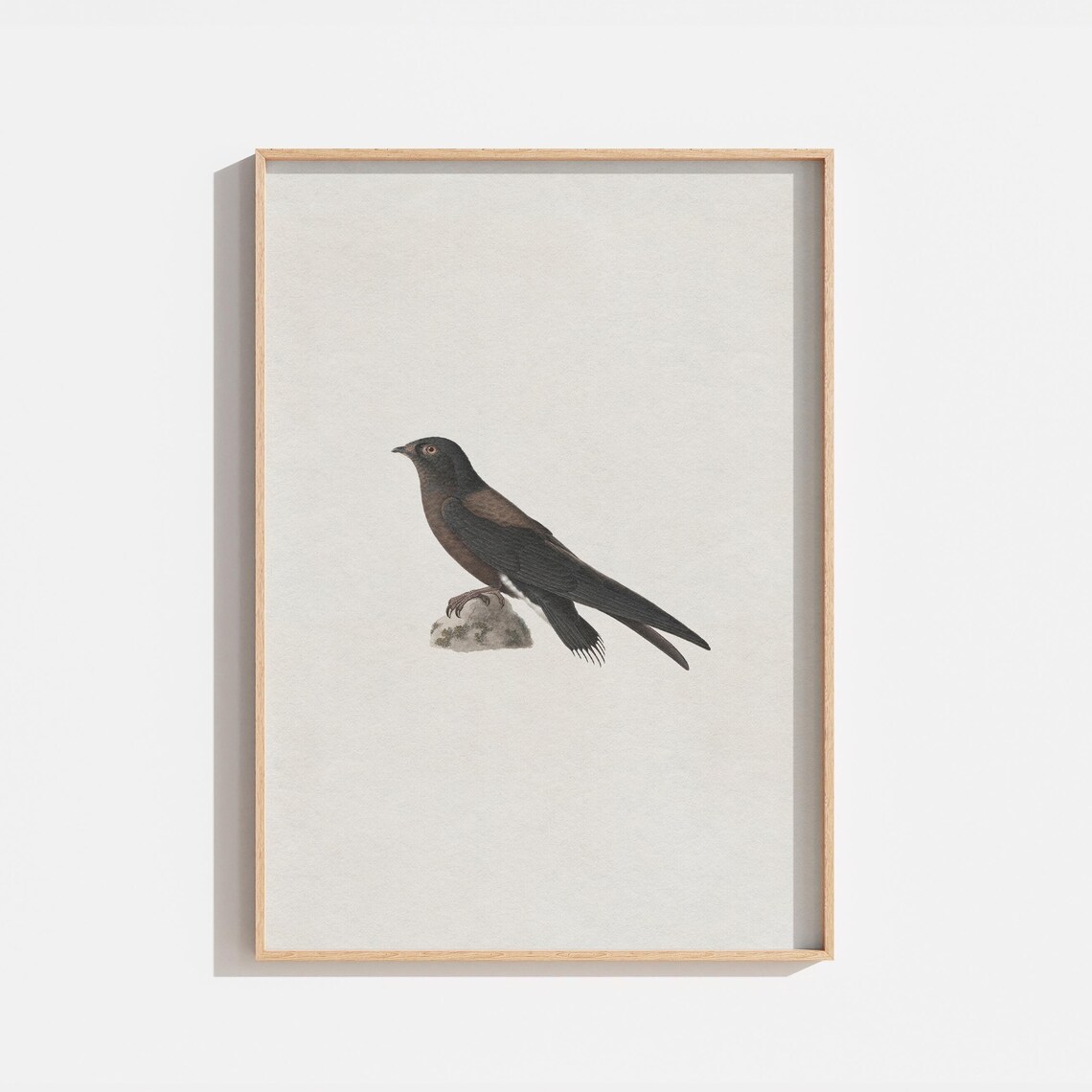 Antique Vintage Bird Drawing, Farmhouse Art Print