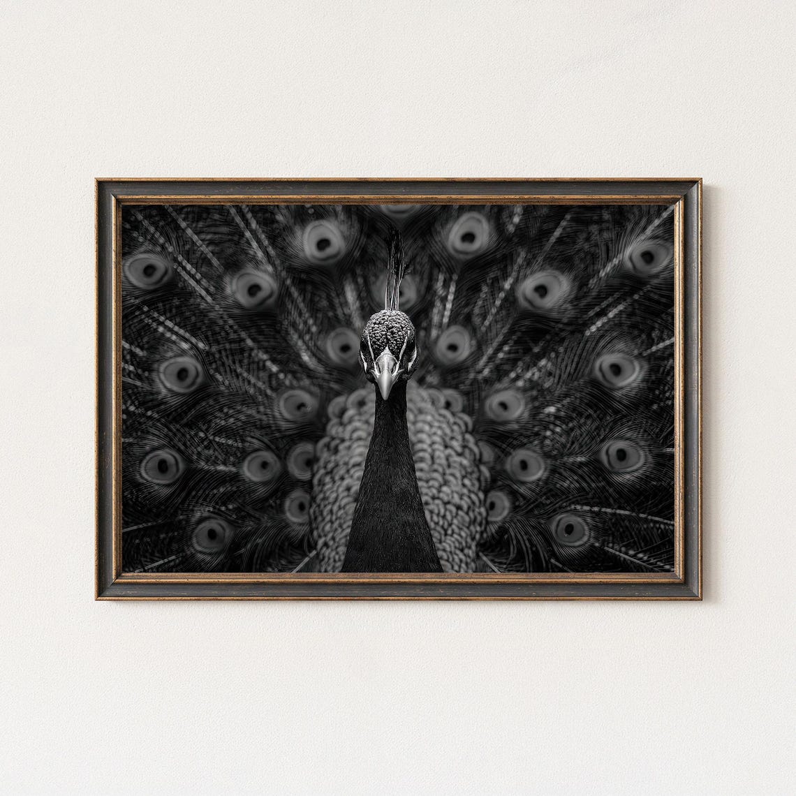 Dramatic Black White Peacock Fanned Feathers Photo Art Poster