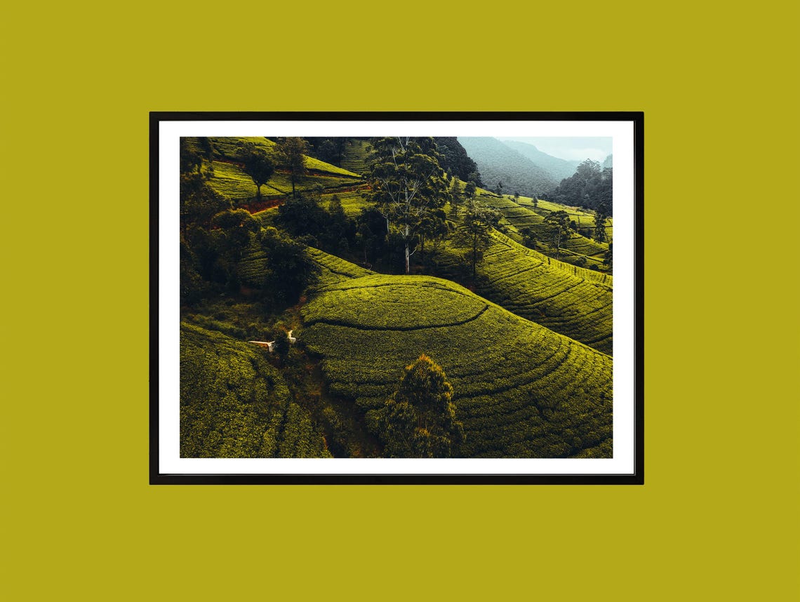 Tea Plantation Rolling Green Hills Aerial Tropical Landscape Poster