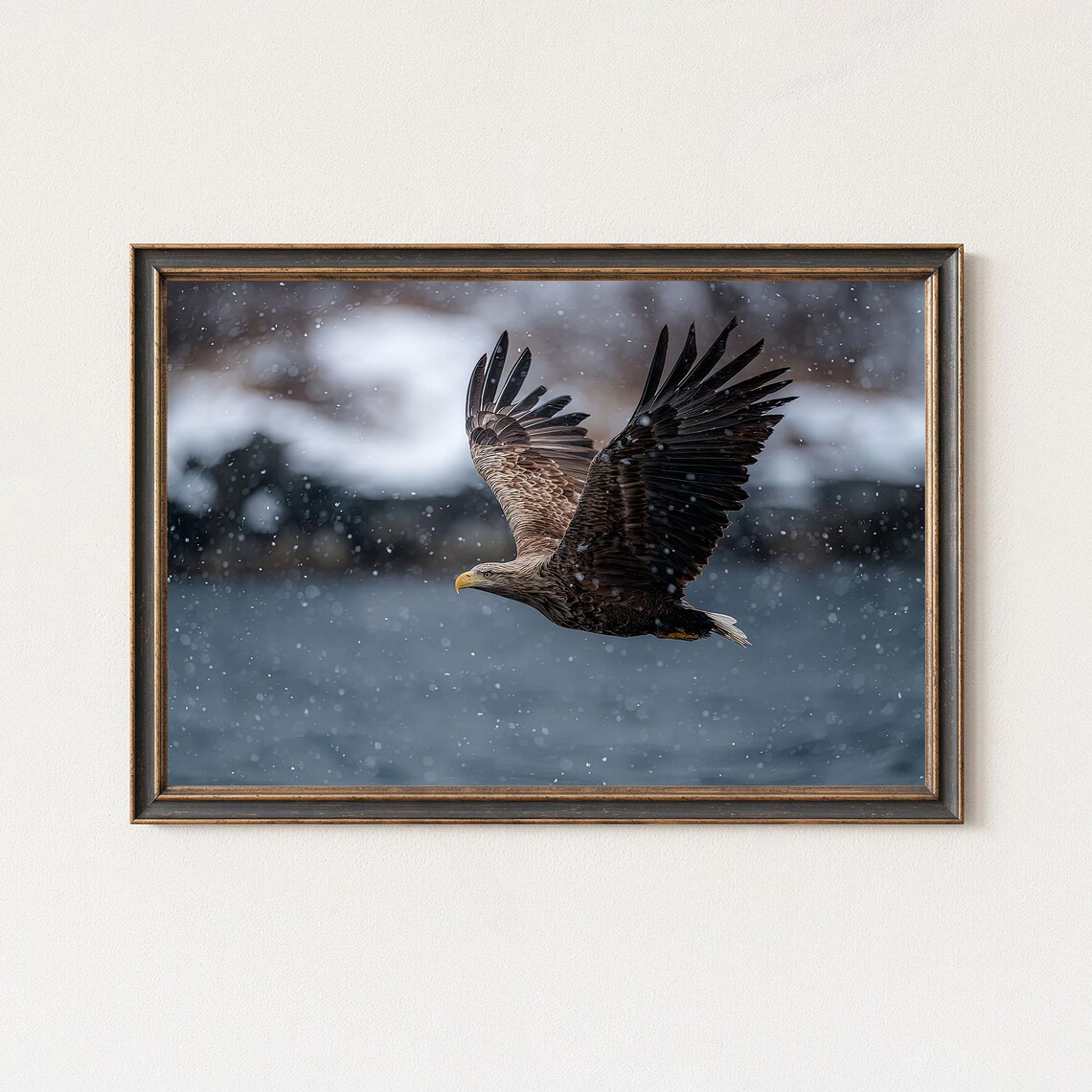 Sea Eagle Flying In Snowfall Nordic Winter Wildlife Photo Print