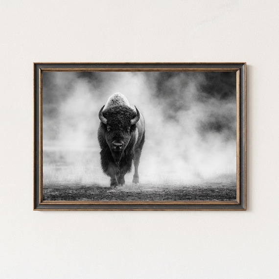 Black And White Bison Photography Print Wildlife Wall Art