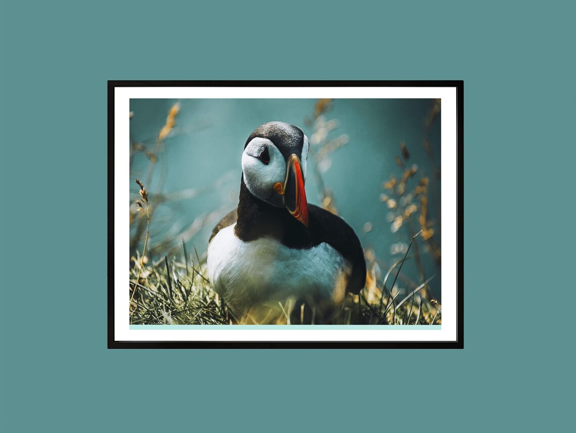 Atlantic Puffin Close-Up Beak Portrait Seabird Wildlife Wall Art