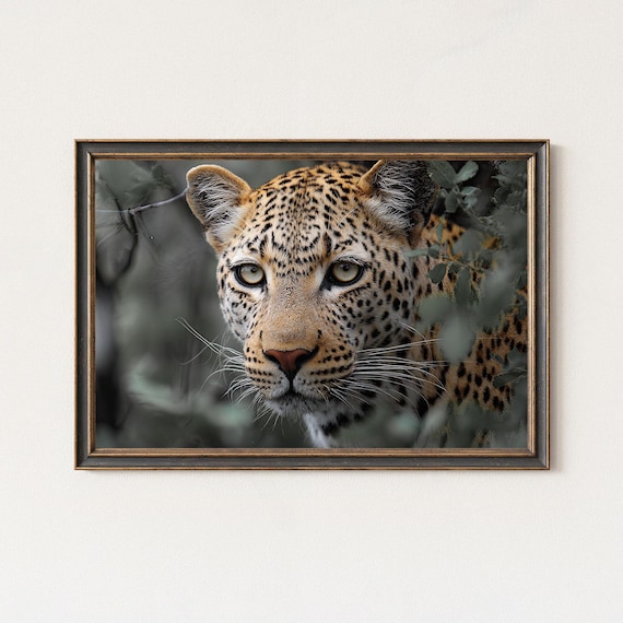 Leopard Photography Print Safari Wildlife Wall Art