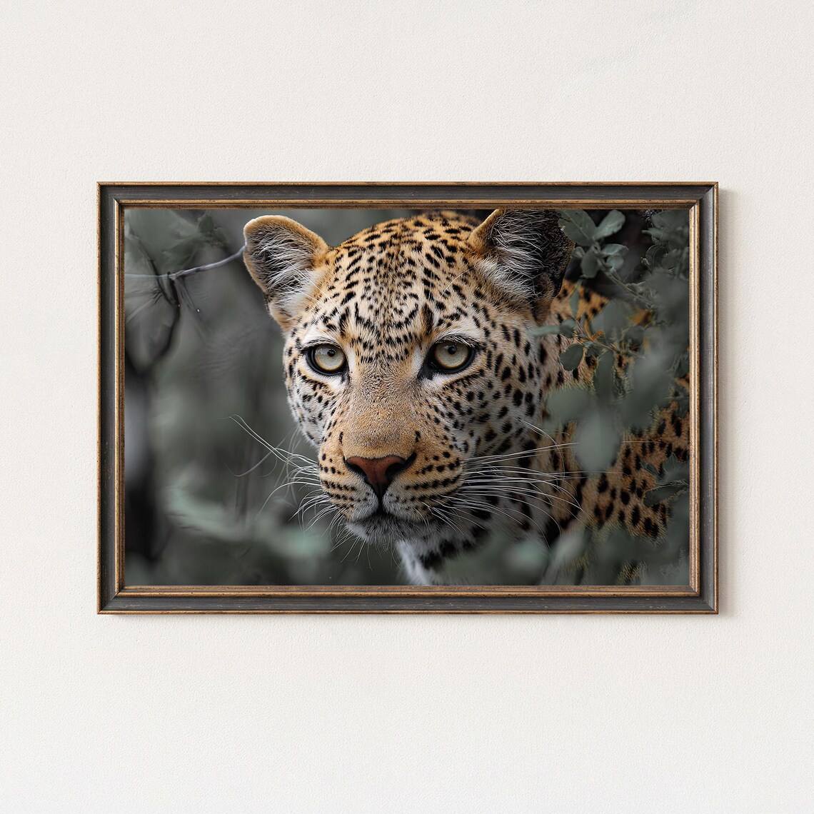 Leopard Photography Print Safari Wildlife Wall Art