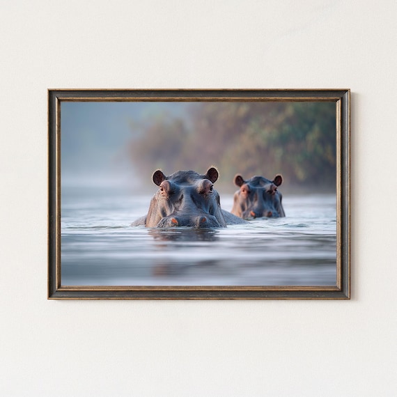 Hippo Wildlife Photography Print African River Wall Art